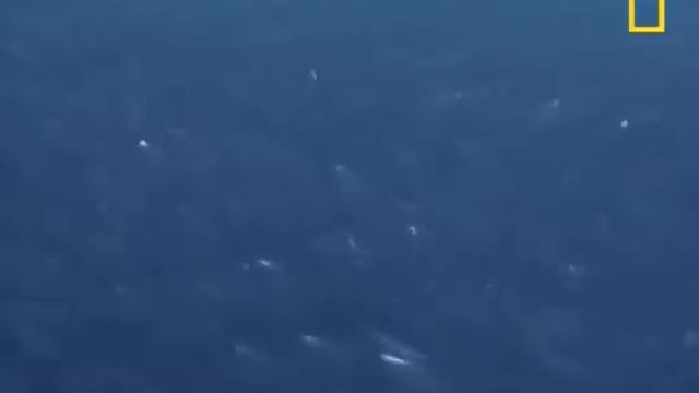 Рыбы пукают!? смотреть онлайн