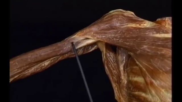 Прикладная анатомия верхней конечности смотреть онлайн