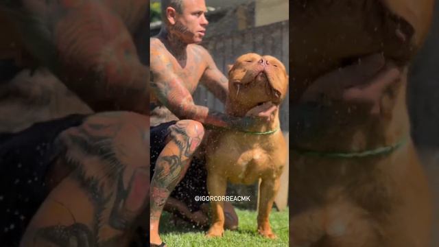 pitbull lovers and dog kennel #whatsapp_status #shots #hairstyle #beautiful #funny #dog #video