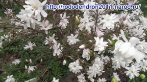 30 04 19г  Магнолия в пике цветения