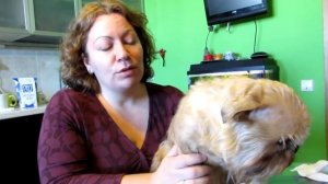 Температура у животных, как измерить. Советы ветеринара