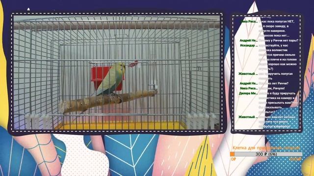 СТРИМ On Line Ответы на вопросы о волнистых попугаях