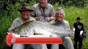 10 Самых Больших Пресноводных Рыб в Мире