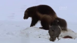 РОСОМАХА – дерзкий зверь, который не боится боли! Росомаха против волка и медведя!