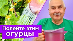 ДАЖЕ ХИЛЫЕ ОГУРЦЫ ВМИГ ПОЙДУТ В РОСТ и не будут болеть, если полить их этим натуральным средством