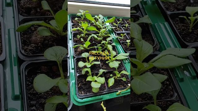 Рассады петунии. Петуния из семян