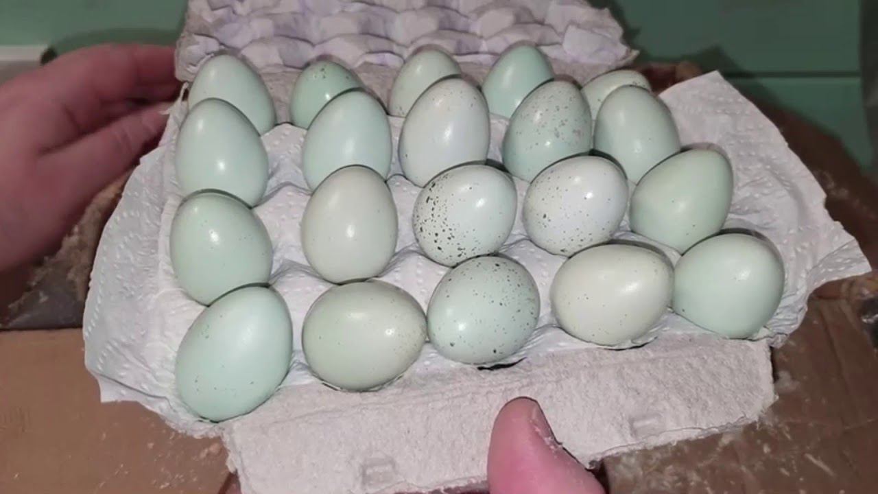 Перепелки несущие голубые яйца. Так на инкубацию яйца еще никто не закладывал. Яйцо Селадона