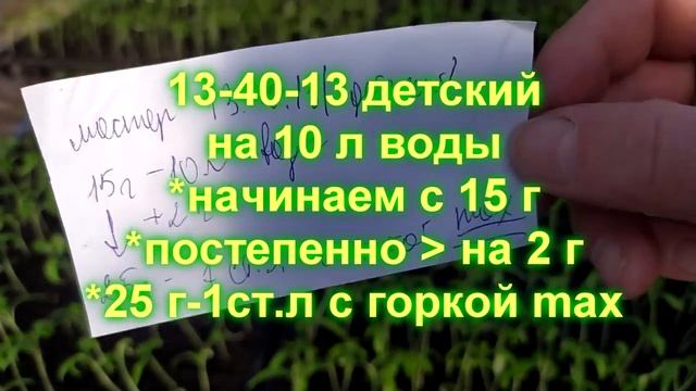 Первая подкормка рассады//когда и чем кормить рассаду томатов