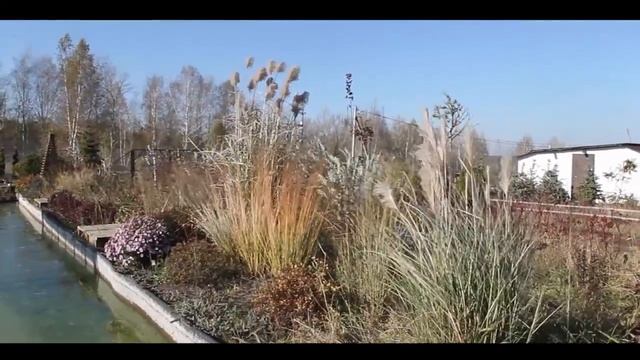 Какие растения хорошо выглядят после морозов? смотреть онлайн