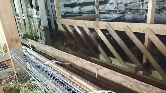 Опять я не успела, она родила. Дою диких первокоток. Обезрожила козлят смотреть онлайн