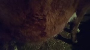 ЛЕЧЕНИЕ КАТАРАЛЬНОГО МАСТИТА У КОРОВЫ??. ЧАСТЬ 2. ЕСТЬ ЛИ РЕЗУЛЬТАТЫ?