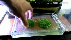 Выращивание мха риччи на суше в синтепоне/Cultivation of moss Ricci on land in synthepone