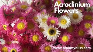 Acroclinium Flowers | BloomyBliss | Organic Farm