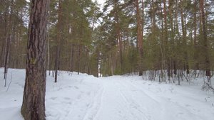Прогулка в сосновом бору