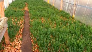 Штудгарт лук перо спустя месяц без отопления