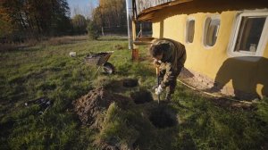 Виноград возле южной стены дома