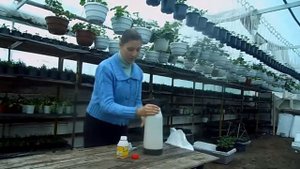 Чем и как опрыскивать цветы от вредителей
