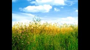 В степи молдаванской