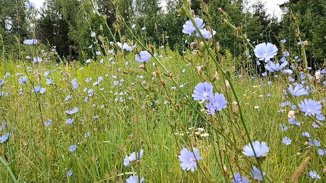 Цикорий. Июль 2023