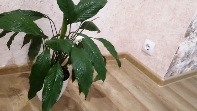 Зимнее цветение спатифиллума. Spatifillum/Женское счастье