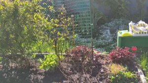 КЛЕМАТИСЫ. САМАЯ ПРОСТАЯ И ЭФФЕКТИВНАЯ ПОДКОРМКА ВЕСНОЙ.