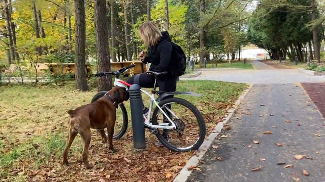 Голден Ретривер и Боксёр Тайсон Старый знакомый смотреть онлайн