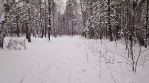 Челябинск падал красивый белый снег в зимнем лесу.  02.01.2022г