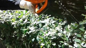 Кусторез ножницы аккумуляторные STIHL HSA66 не побеспокоят соседей ШТИЛЬ 66 кусторез аккумуляторный