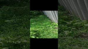 Помидоры и огурцы на огороде — вспоминание о лете 2021