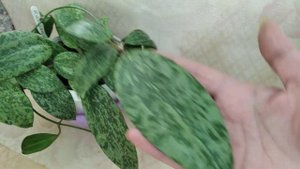 Хойя Бахой и Рангсан