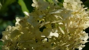 Sony Alpha ILCE-7M3. B-roll