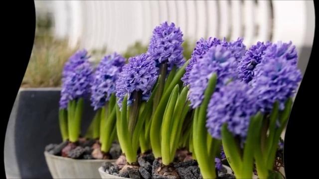 Гиацинт уход.Гиацинт в горшке уход.Цветок гиацинт уход смотреть онлайн