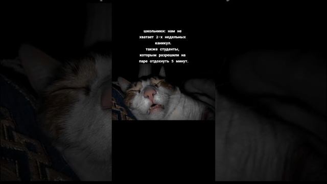 ЖИЗА!!! смотреть онлайн