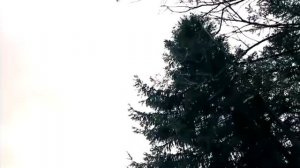 Кліп." Смерека . "