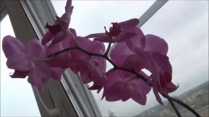 правильный уход за архидеями