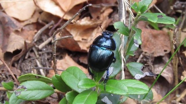 Навозник лесной смотреть онлайн