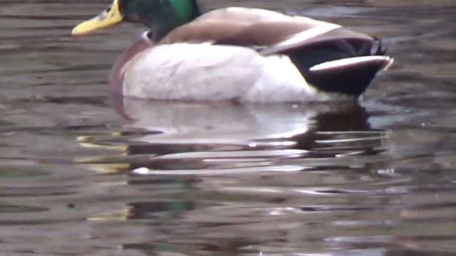 府中の森公園と付近2022年12月17日🇯🇵 смотреть онлайн