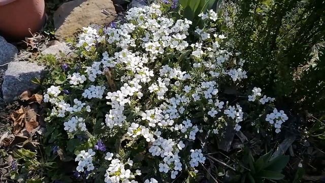Апрель в саду: цветёт черешня, зацветают тюльпаны и гиацинты. смотреть онлайн
