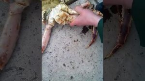 Камчатский краб с Териберки