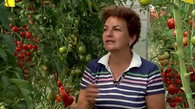 Самые сладкие томаты