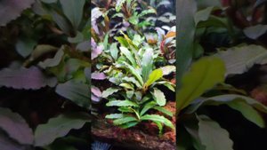 Аквариумные растения🌿🌿🌿Буцефаландра "Феникс "  Bucephalandra "Foenix" светло зеленого цвета