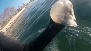 Спасаю большую медузу Корнерот.