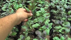 ВЫРАЩИВАЕМ БАЗИЛИК без рассадным способом. ОЧЕНЬ ЛЕГКО и ПРОСТО. Шикарный БАЗИЛИК после обрезки. ??