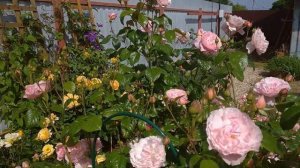 Цветение английской розочки Строберри Хилл (Strawberry Hill)???