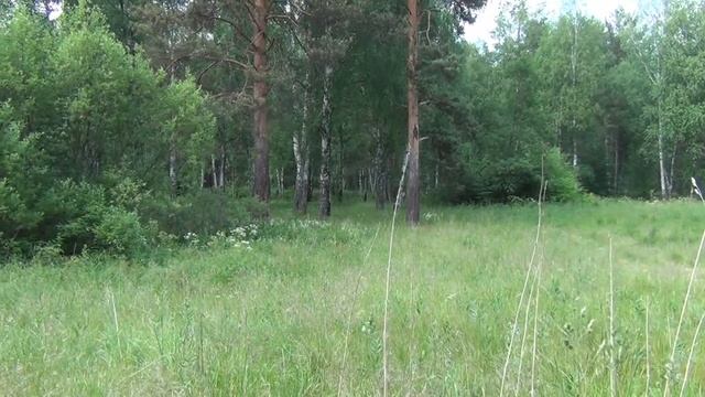 #Духов день Земля именинница.