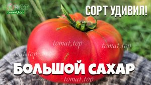 Томат Большой сахар. Давно не было такого восторга от сорта с розовыми плодами