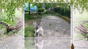 НОГИНСК. Ураган. Люблю грозу в начале мая - как долбанёт, и нет сарая