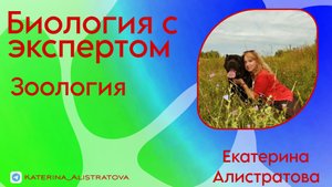 Внутреннее строение насекомых