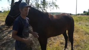 РАБОТА С ЛОШАДЬМИ 3)Чистка лошади и раскрючковывание копыт