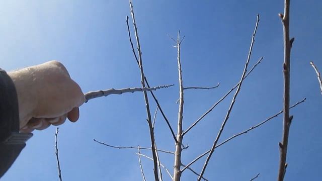 Формирование черешни (шаг 1) смотреть онлайн